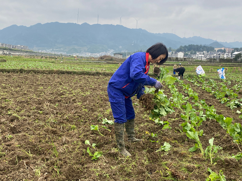 農戶正在移栽油菜。