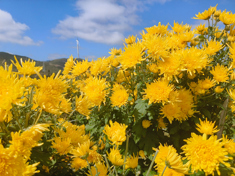 盛開的金絲黃菊。