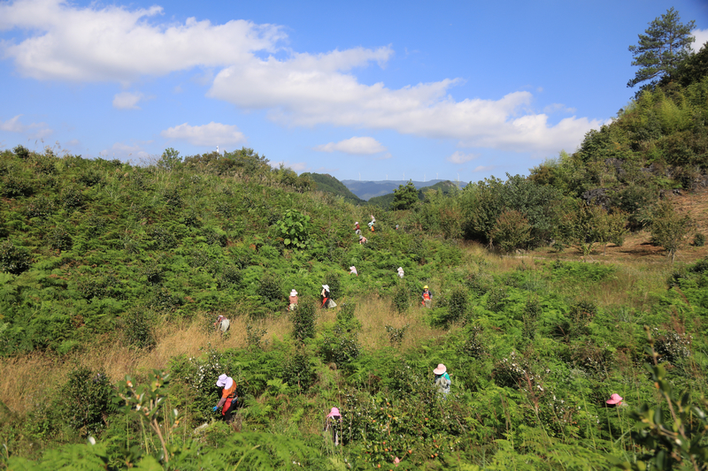 當地群眾在采摘油茶。