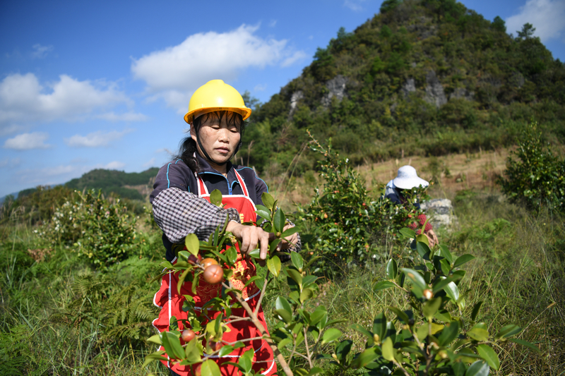 當(dāng)?shù)貏?wù)工群眾正在采摘油茶。