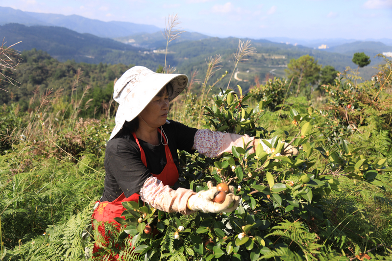 務工群眾正在采摘油茶。