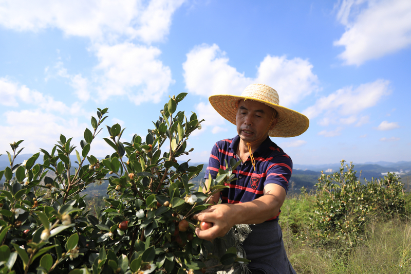 務(wù)工群眾正在采摘油茶。