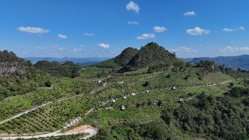 油茶基地露營(yíng)帳篷。