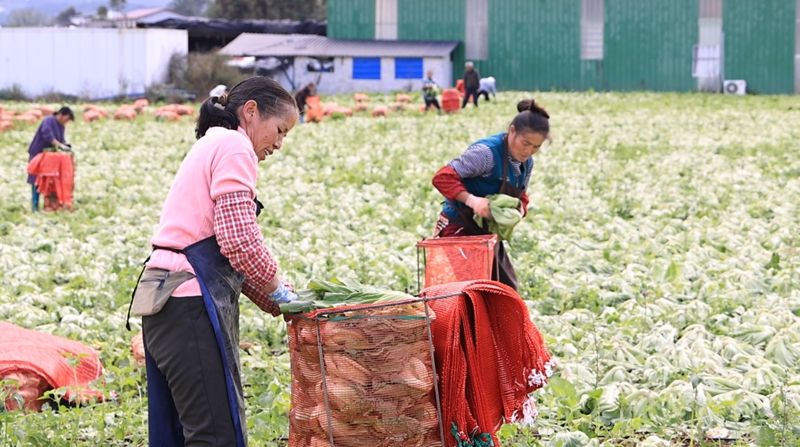 獨山縣高坪村千畝芥菜迎豐收。
