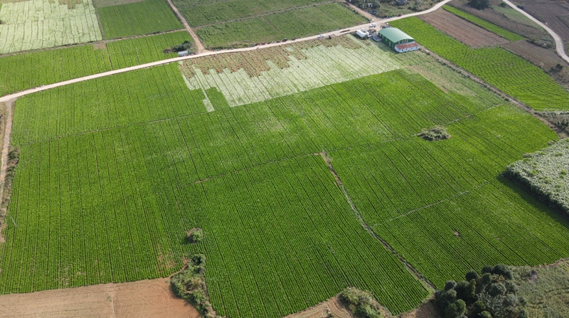獨山縣高坪村千畝芥菜迎豐收。