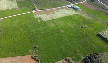 獨山縣高坪村千畝芥菜迎豐收”深秋時節，貴州省獨山縣基長鎮高坪村的田間地頭，正鋪展著一幅動人的豐收畫卷，1200畝芥菜種植基地里，連片的芥菜翠綠欲滴、莖葉肥碩，宛如一片波瀾起伏的綠色海洋……