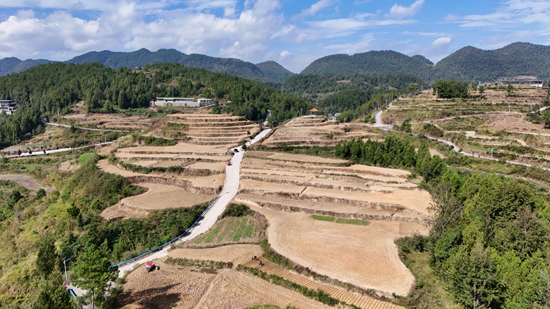 大沙壩制種油菜種植基地。
