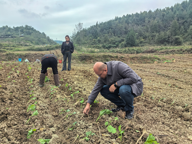 趙歡正在查看村民剛剛移栽的油菜苗。