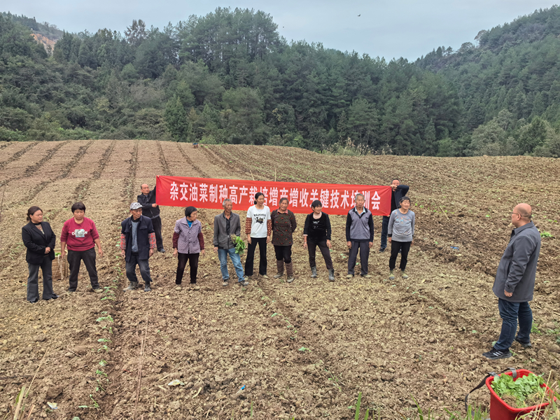 駐村第一書記趙歡正在為村民培訓(xùn)制種油菜移栽技術(shù)。