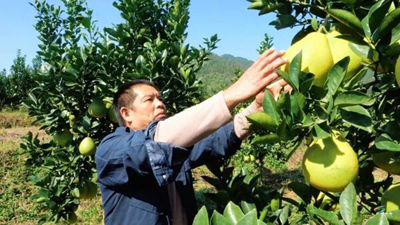 松桃鎮江村：40萬斤香柚豐收在望