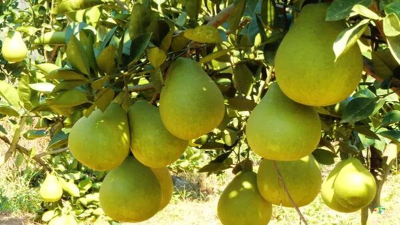 松桃鎮江村：40萬斤香柚豐收在望