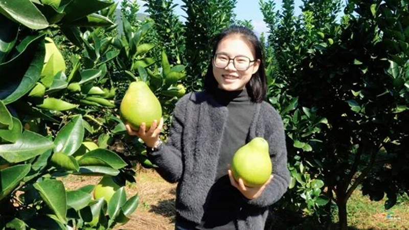 松桃鎮江村：40萬斤香柚豐收在望