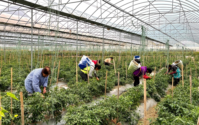 2、良村吼灘蔬菜基地工人們正在采摘新鮮的辣椒。刁苓沙 攝.jpg