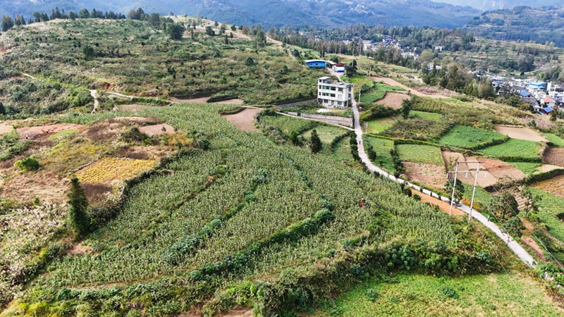 印江良種+良技縮短生長周期 二季鮮食玉米試種成功。