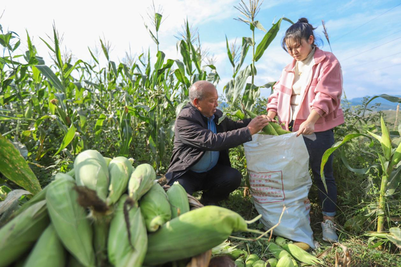 印江良種+良技縮短生長周期 二季鮮食玉米試種成功。