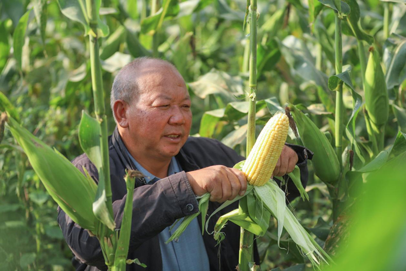 印江良種+良技縮短生長周期 二季鮮食玉米試種成功。