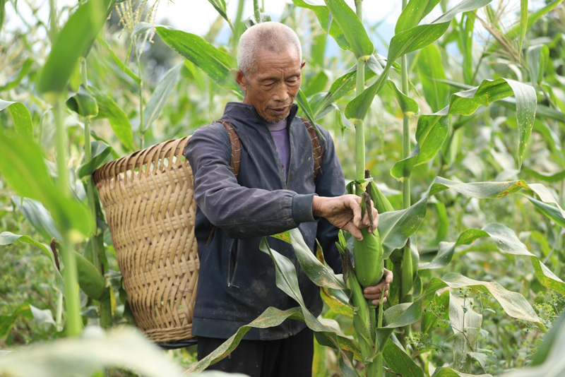 印江良種+良技縮短生長周期 二季鮮食玉米試種成功。