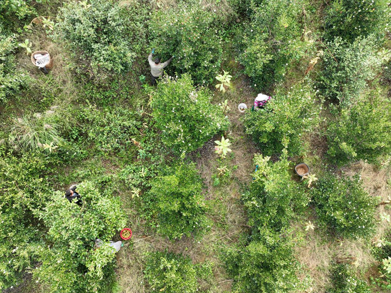 油茶滿枝椏 豐收富農家。