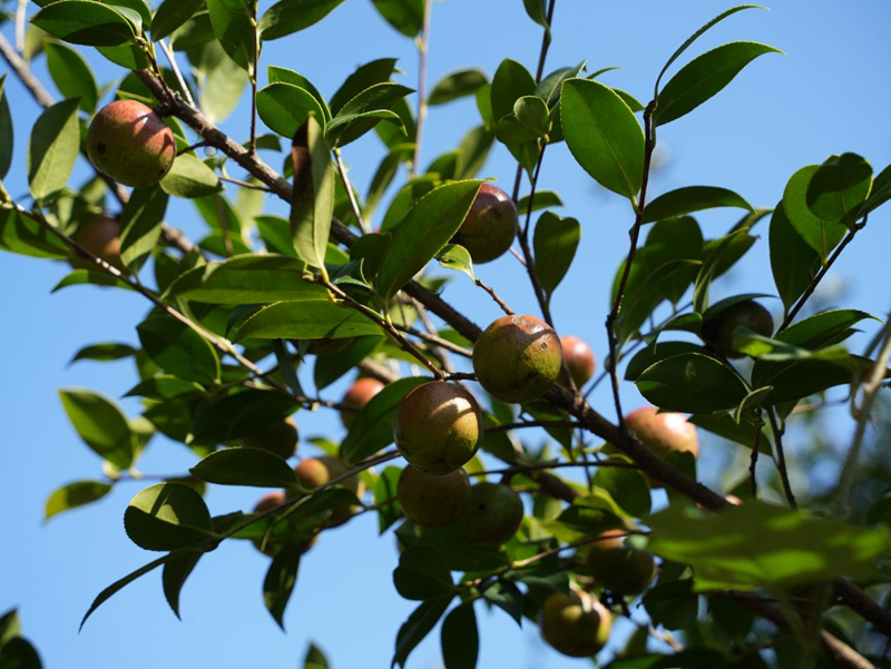 油茶滿枝椏 豐收富農家。