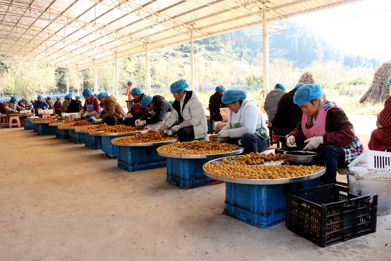 當刺梨遇上紅茶 貴州獨山解鎖特色產業多元新圖景。