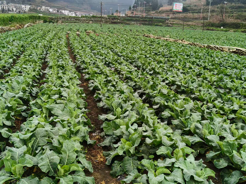 圖為西藍花種植基地。