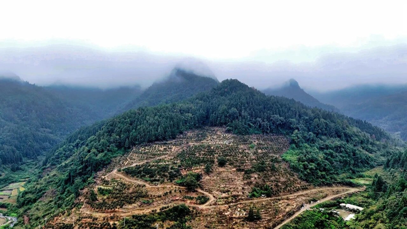 松桃世昌街道:3800畝特色產業鋪就鄉村振興致富路。