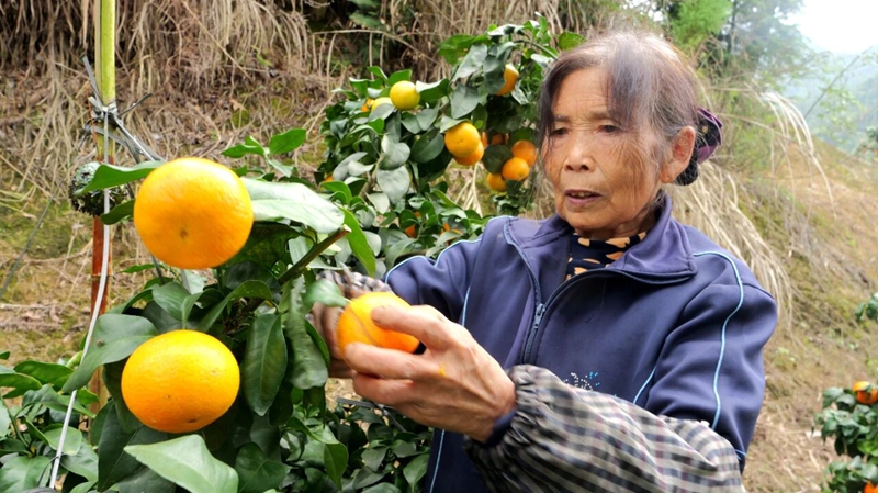 松桃世昌街道:3800畝特色產業鋪就鄉村振興致富路。