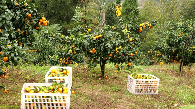 松桃世昌街道:3800畝特色產業鋪就鄉村振興致富路。