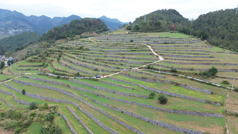 1、仁懷市五馬鎮三元村高標準農田種滿豌豆尖。
