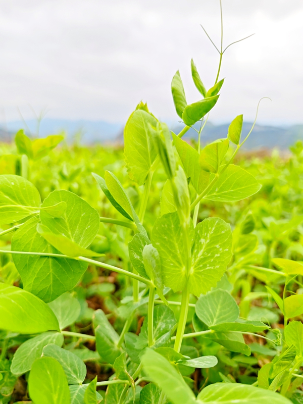 3、仁懷市五馬鎮三元村高標準農田種滿豌豆尖 。