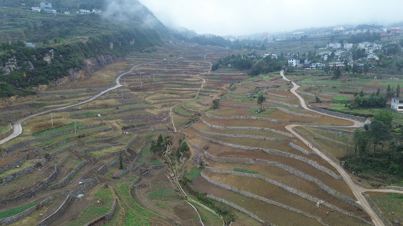 4、仁懷市學孔鎮高峰社區高標準農田。