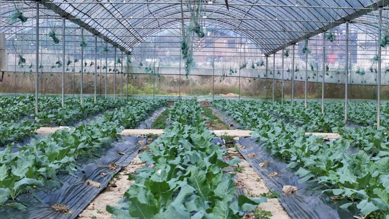 粵黔協(xié)作架消費(fèi)金橋 黔貨出山促鄉(xiāng)村振興。