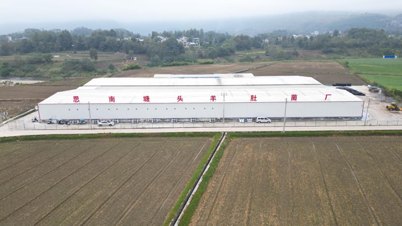 思南塘頭羊肚菌廠。