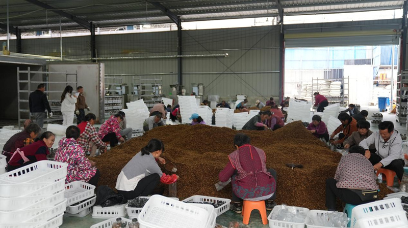 工人正熟練地將攪拌好的培養料裝袋、扣蓋。