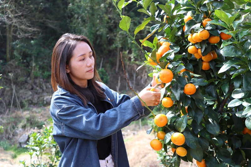 獨山縣壩望村:金秋砂糖橘搶“鮮”上市 “金果果”鋪就甜蜜致富路。