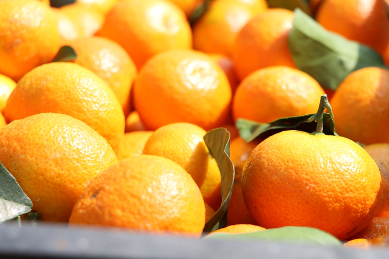 獨山縣壩望村:金秋砂糖橘搶“鮮”上市 “金果果”鋪就甜蜜致富路。