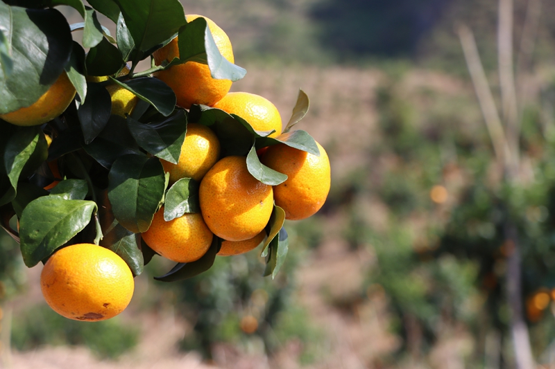 獨山縣壩望村:金秋砂糖橘搶“鮮”上市 “金果果”鋪就甜蜜致富路。