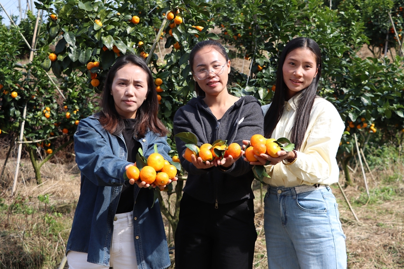 獨山縣壩望村:金秋砂糖橘搶“鮮”上市 “金果果”鋪就甜蜜致富路。