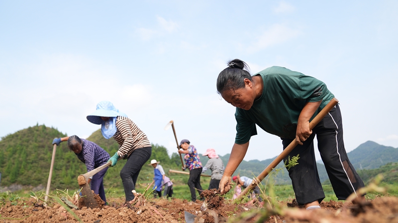 粵黔協作“點薯成金” 小紅薯撐起億元產業。
