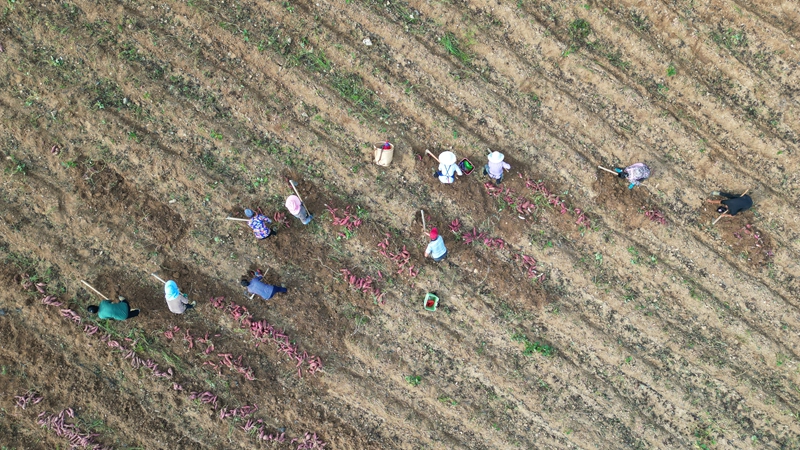 粵黔協作“點薯成金” 小紅薯撐起億元產業。