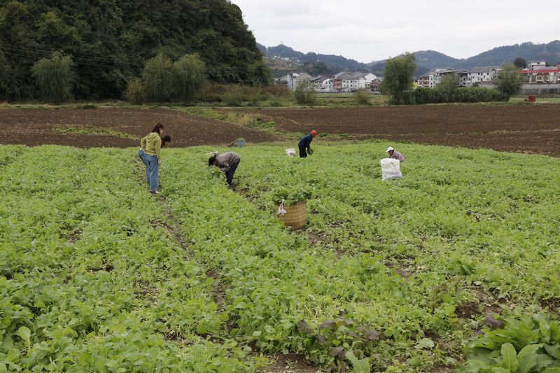 科技特派員到官倉(cāng)鎮(zhèn)新品種油菜苗地查看。