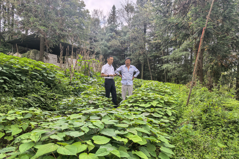 山桐子育苗基地。