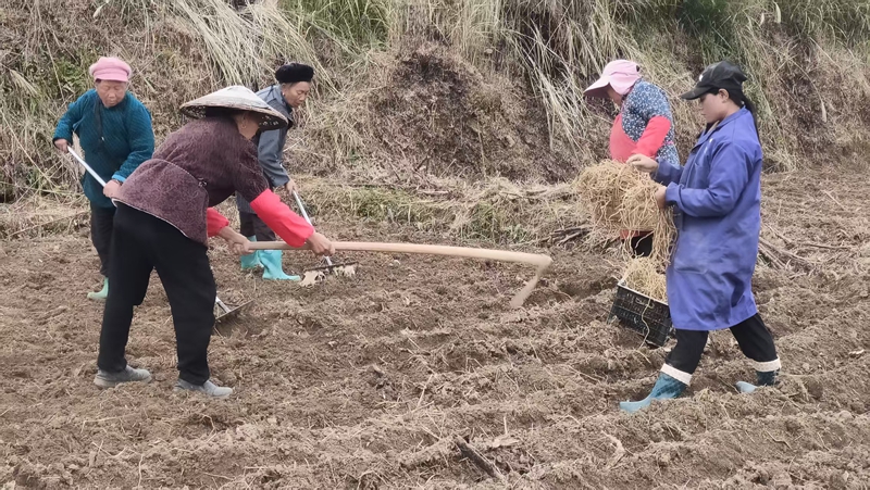 松桃長坪鄉(xiāng)麻州村折耳根種植基地民們忙于開溝、起壟植入折耳根苗。