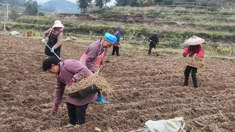 村民忙于開溝、起壟植入折耳根苗。