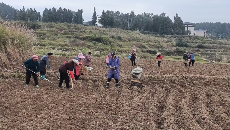 村民忙于開溝、起壟植入折耳根苗。