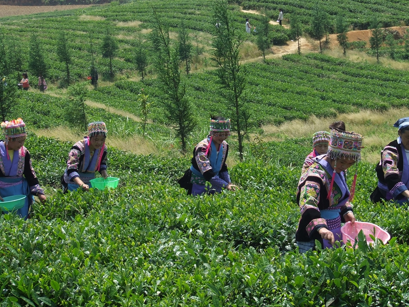 圖為：云山茶海
