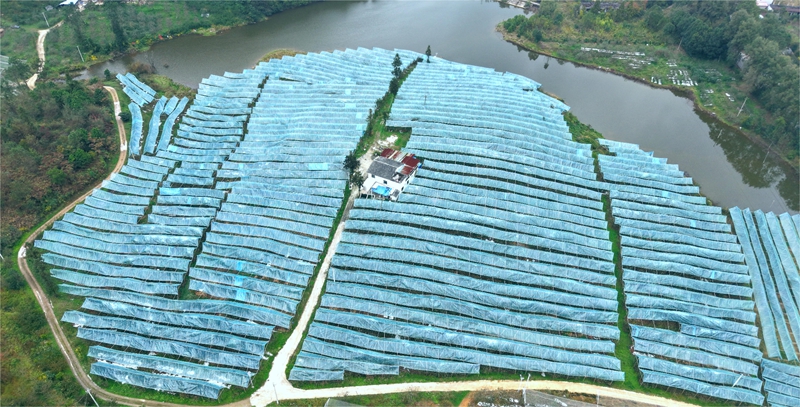 長順縣廣順鎮廣農社區葫蘆坡蘋果種植園。侯博文攝