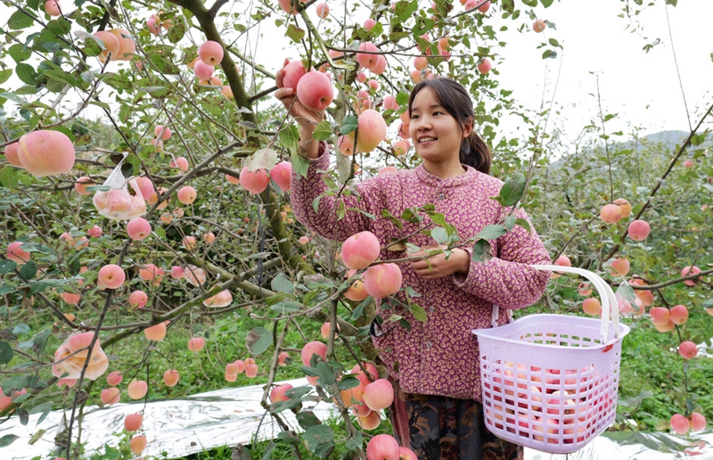 采摘蘋果。