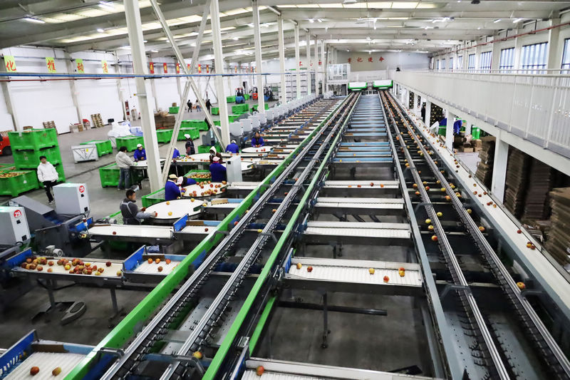 2025年11月4日，工人正在自動化設備生產線上操控設備分級蘋果。
