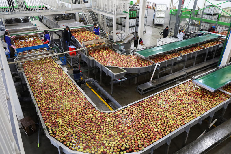 2025年11月4日，工人正在自動化設備生產線上操控設備清洗、測色、分級蘋果。